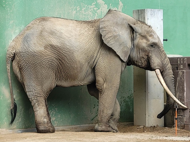 マルミミゾウ｜広島市安佐動物公園（asazoo）