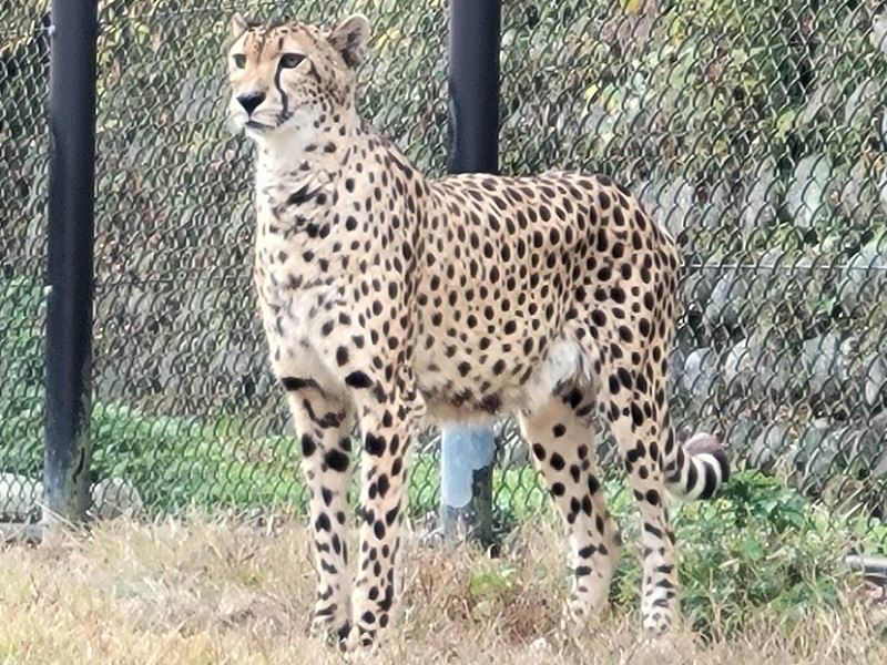 チーター｜広島市安佐動物公園（asazoo）