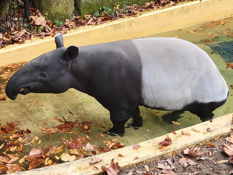 マレーバク｜広島市安佐動物公園（asazoo）