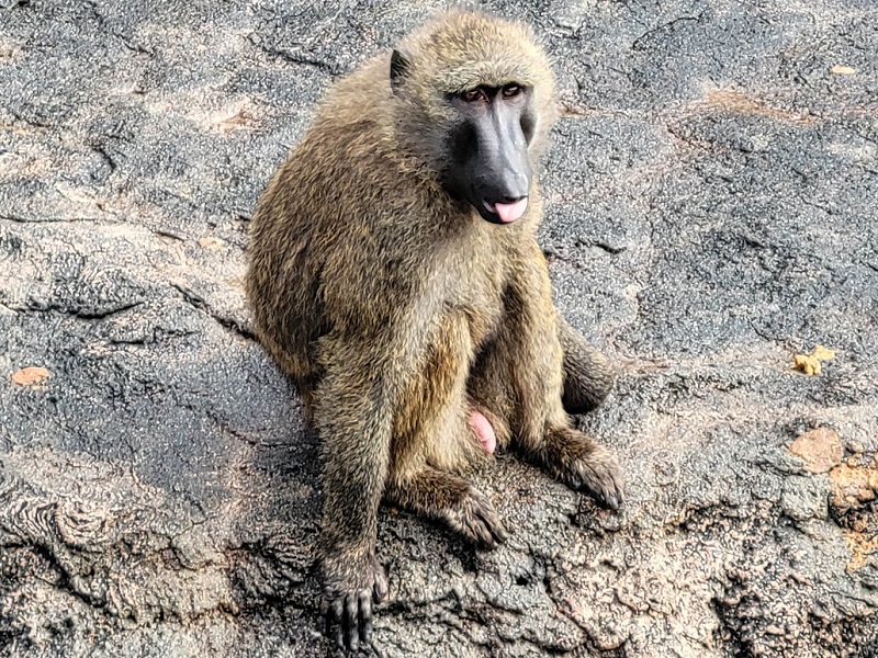 アヌビスヒヒ｜広島市安佐動物公園（asazoo）
