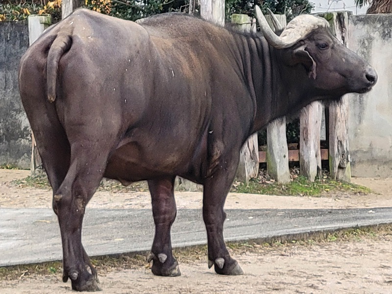アフリカスイギュウ｜広島市安佐動物公園（asazoo）